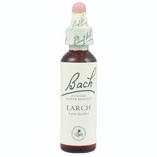 Floral de Bach Larch